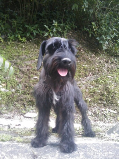 Canuto, el Grande Canuto, el Grande
